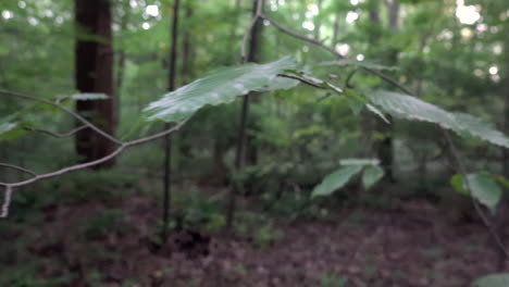 hojas en una rama en el bosque