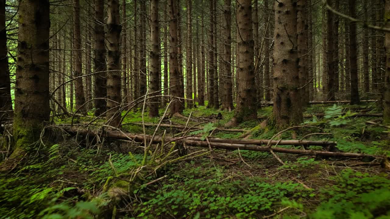 vista del bosque en noruega. hermosa naturaleza de noruega. la cámara se mueve de la primera persona a través de la matorral de un bosque de pinos.