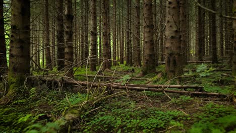 Vista-Del-Bosque-En-Noruega.-Hermosa-Naturaleza-De-Noruega.-La-Cámara-Se-Mueve-Desde-La-Primera-Persona-A-Través-De-La-Espesura-De-Un-Bosque-De-Pinos.