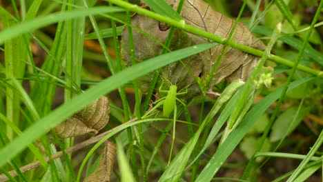 el insecto verde se mezcla con la hierba mientras se esconde en el segundo crecimiento de un bosque.