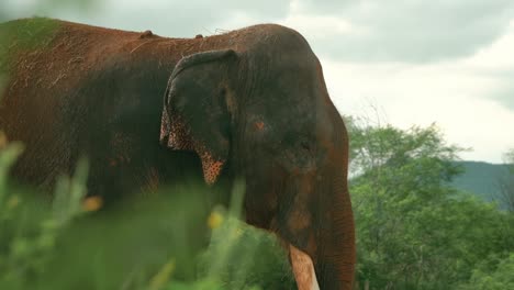 Towering-Asian-Elephant-Basking-in-the-Summer-Sun-in-the-Reserve