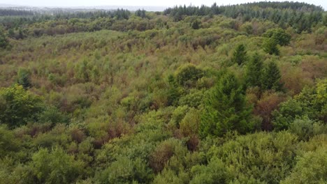 aerial view of forest as camera moves forward - drone footage 4k
