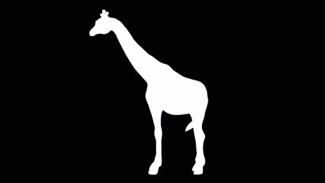 a giraffe standing idle on black background with alpha channel included at the end of the video, 3d animation, side view, animated animals, seamless loop animation