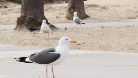 Möwe-Am-Strand-Und-Weg