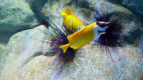 beautiful black-face rabbitfish in a large aquarium for species preservation