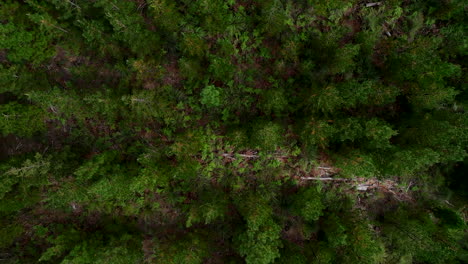 aerial: birds eye view drone shot rising higher over a green forest of trees