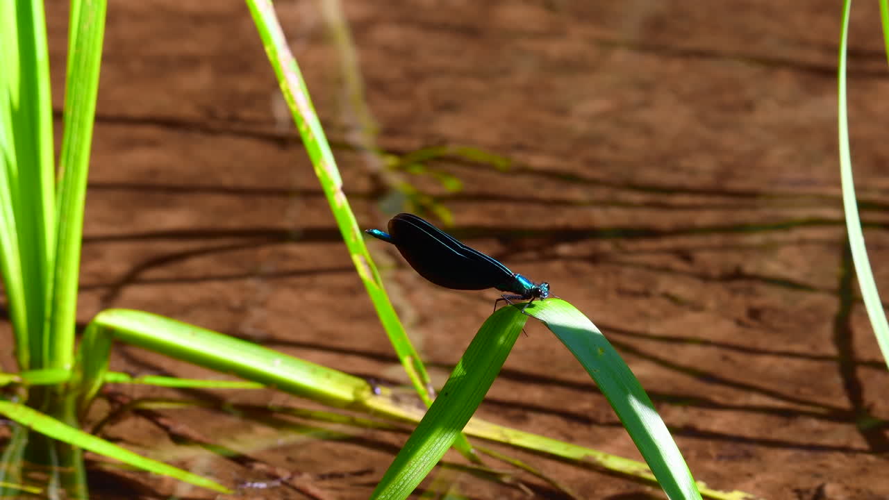 hermoso demoiselle masculino azul sosteniendo y descansando en una hoja de hierba de agua