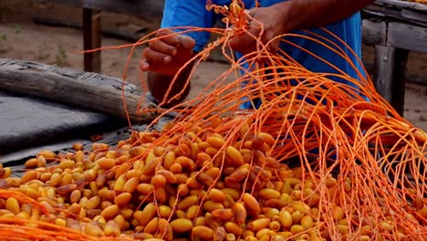 medium close up shot, man removing the dates on the tree in the table in isla holbox, mexico