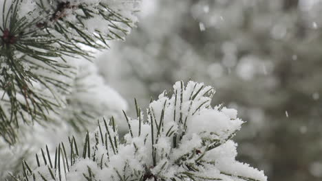 closed frame in slowotion of the branch of a pine while it snows