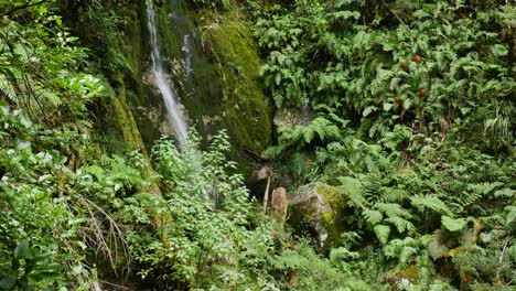 Cascada-Tropical-Que-Fluye-Por-Una-Pared-Cubierta-De-Musgo-En-Un-Bosque-De-Selva-Profunda-Durante-El-Día