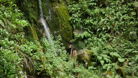 cascada tropical que fluye por una pared cubierta de musgo en un bosque de selva profunda durante el día