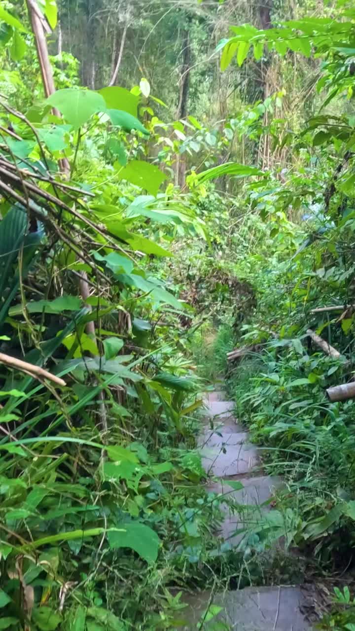 울창한 잎자루가 은 정글 길을 둘러싸고 있습니다.