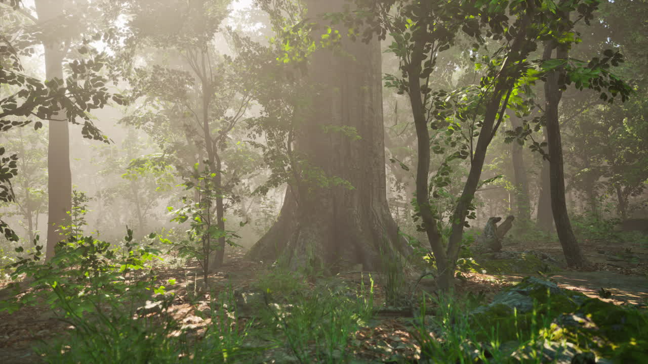 bosque de árboles iluminados por los rayos del sol a través de la niebla