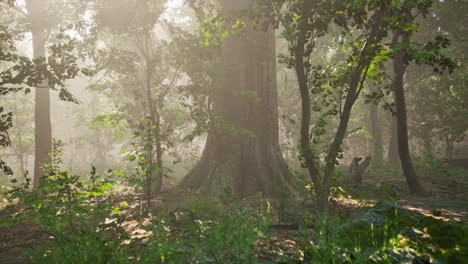 Bosque-De-árboles-Iluminados-Por-Rayos-De-Sol-A-Través-De-La-Niebla