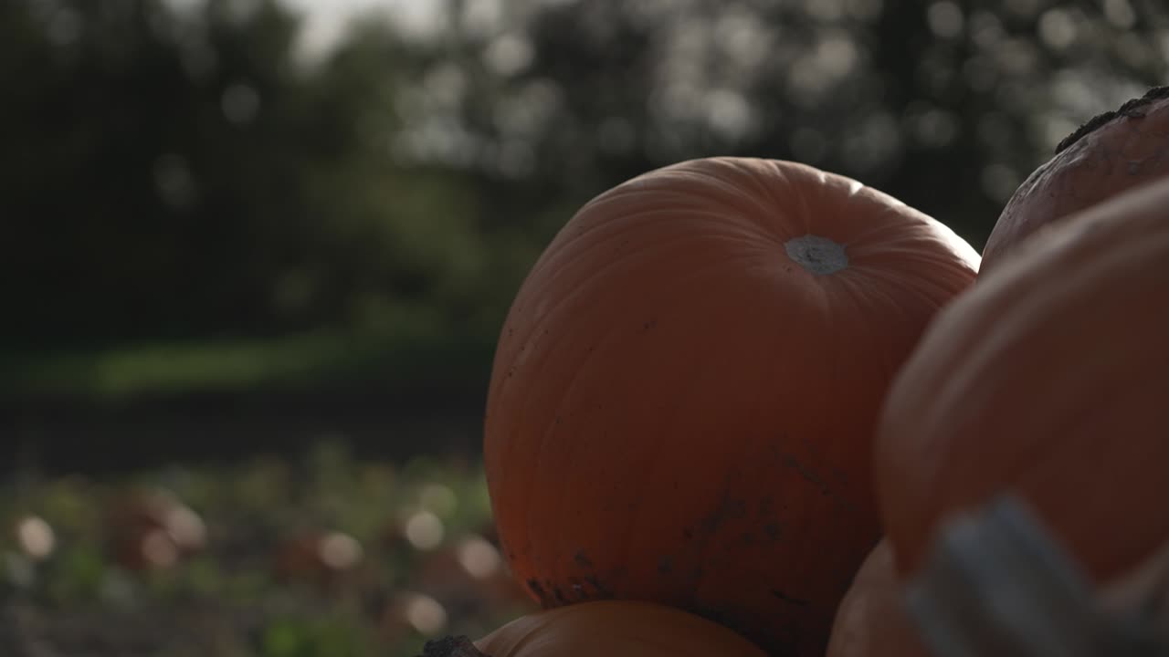 toma cinematográfica de un montón de calabazas