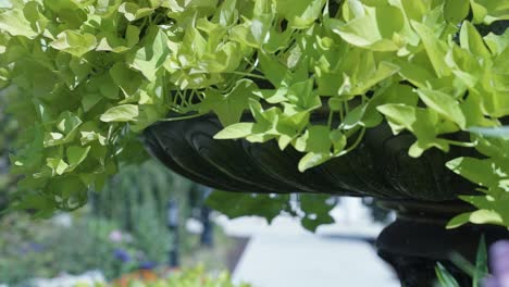 Hermosas-Flores-En-Un-Jardín-De-La-Ciudad-En-Un-Brillante-Día-De-Verano