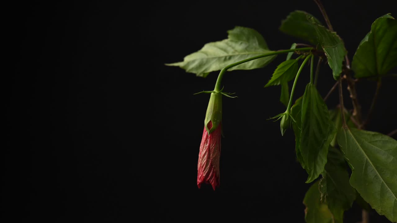 Beautiful 4K timelapse of a hibiscus flower withering over time in a dramatic studio setup with black background, symbolizing the natural cycle of life, decay, and the fragility of nature