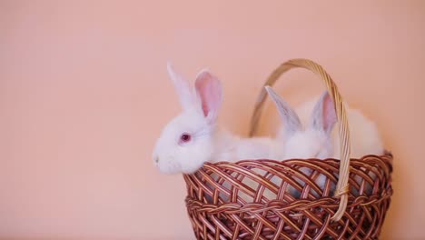 a wicker basket decorated with flowers and filled with easter eggs, sitting on a rock in a sunlit field