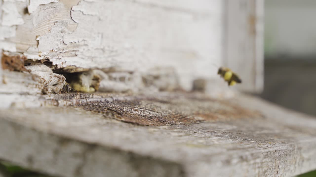 벌들이 밀접하게 벌집에 들어갑니다.