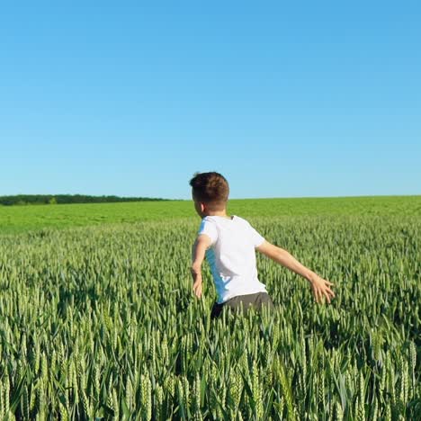 a boy with open hands is running across a field of wheat in the summer. Slow motion