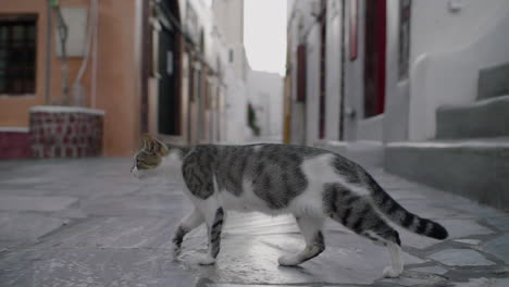 gato atigrado cruzando la calle vacía de oia en cámara lenta, santorini, grecia