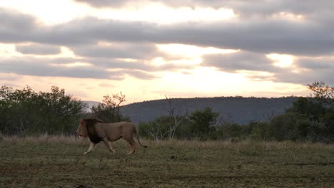 Un-León-Africano-Macho-Adulto-Grande-Y-Saludable-Camina-A-Través-Del-Marco-De-Derecha-A-Izquierda