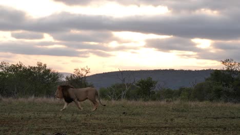 large healthy adult male african lion walk through frame right to left