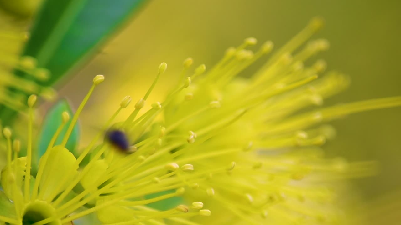 꽃가루가 가득한 코비큘라가 있는 호주 검은 벌 한 마리가 노란 꽃 주위를 맴돌고 있습니다.