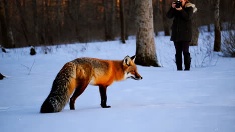 red fox in snowy forest with photographer