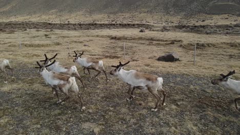 icelandic reindeer by drone footage