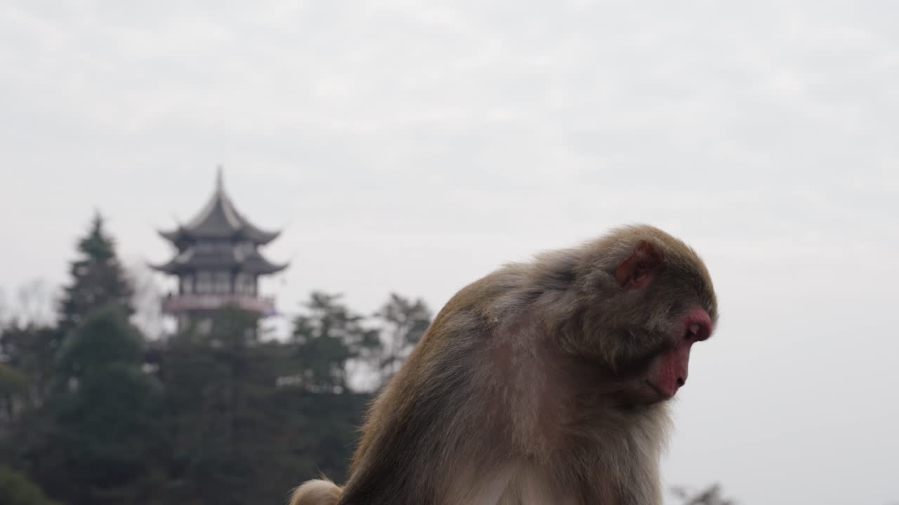 A Tibetan macaque (Macaca thibetana) stares curiously with a traditional Chinese temple blurred in the background.