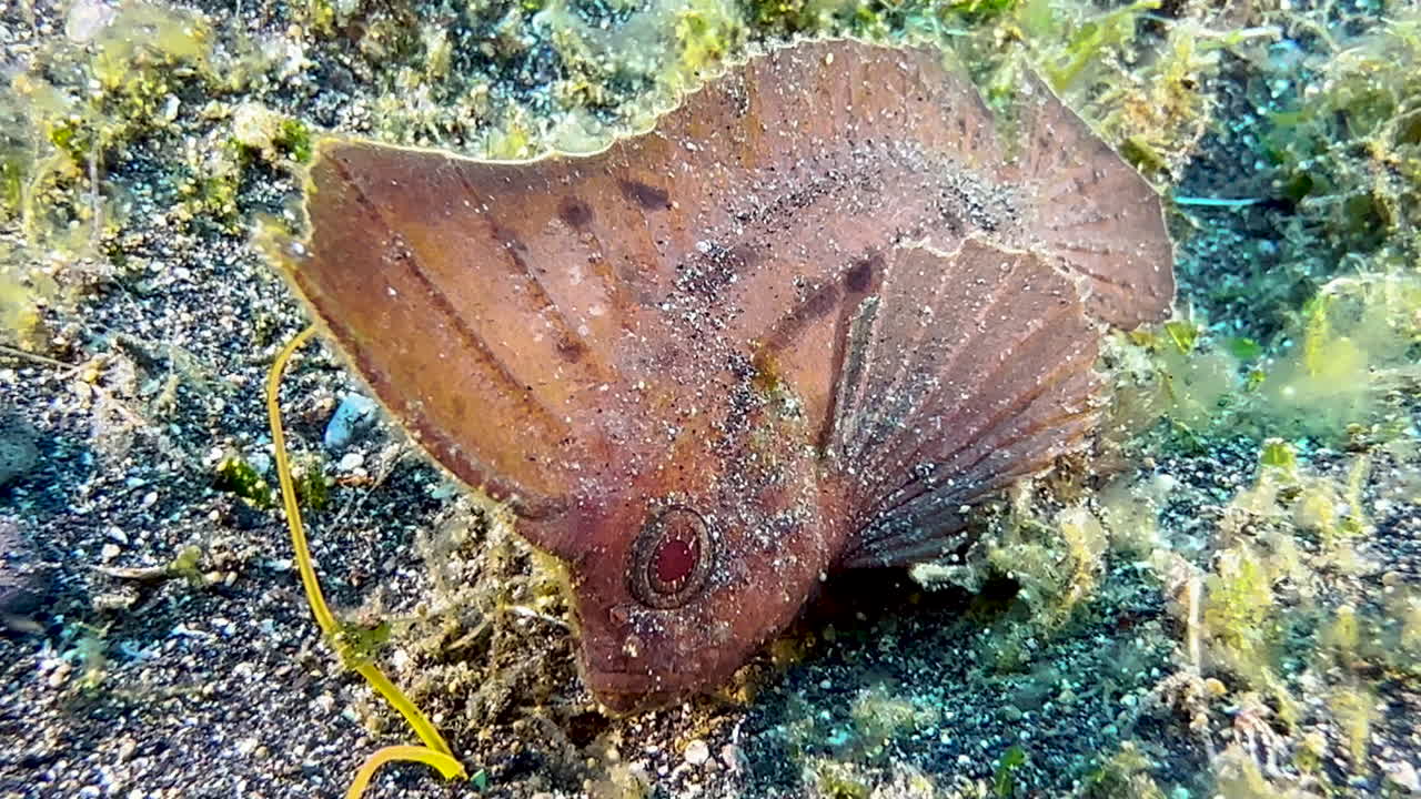 el pez avispa cacahuete se arrastra por el fondo arenoso parcialmente cubierto de algas marinas