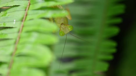 Praying-Mantis,-Rhombodera-megaera,-Thailand