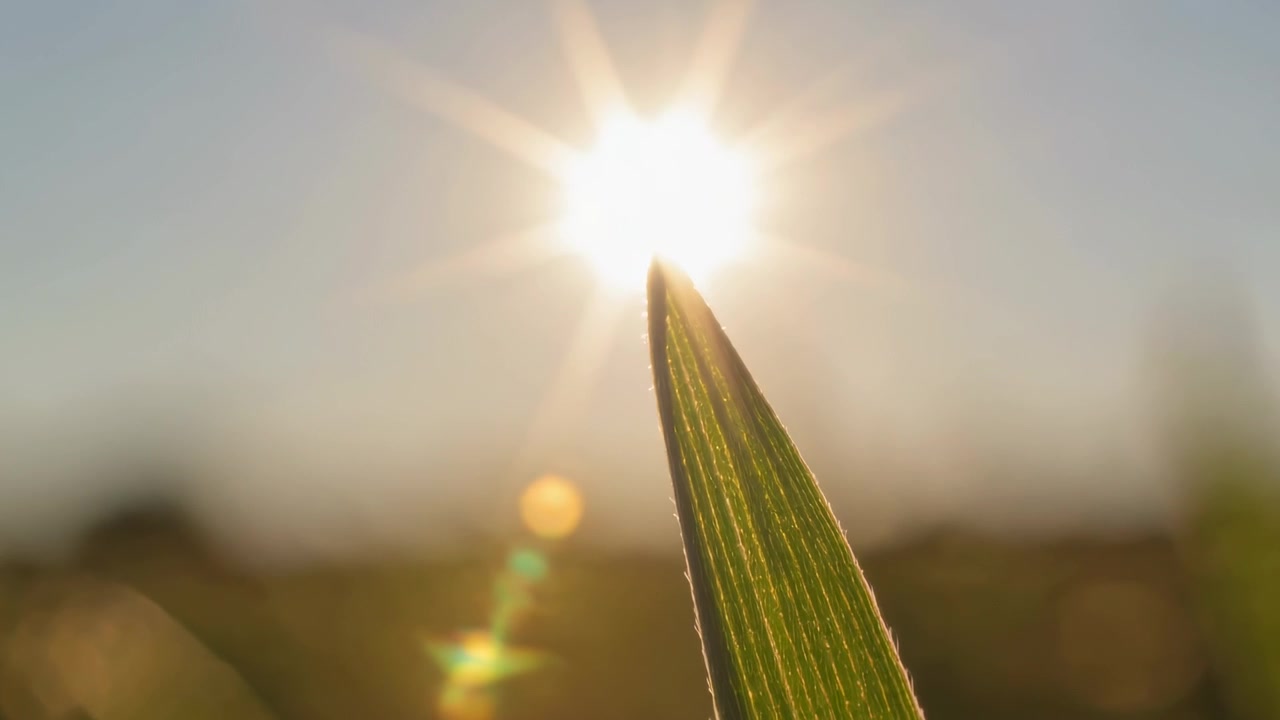 Brightening sun creating starburst and backlighting blade, moving lens flare and bokeh in field