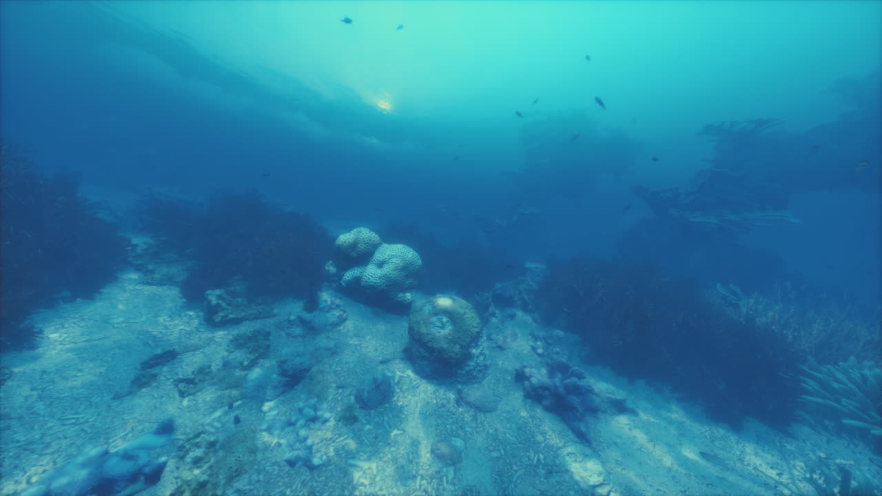 산호초 와 물고기 들 이 있는 아름다운 수중 장면