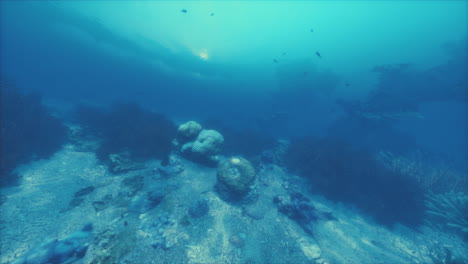 a beautiful underwater scene with coral reef and fish