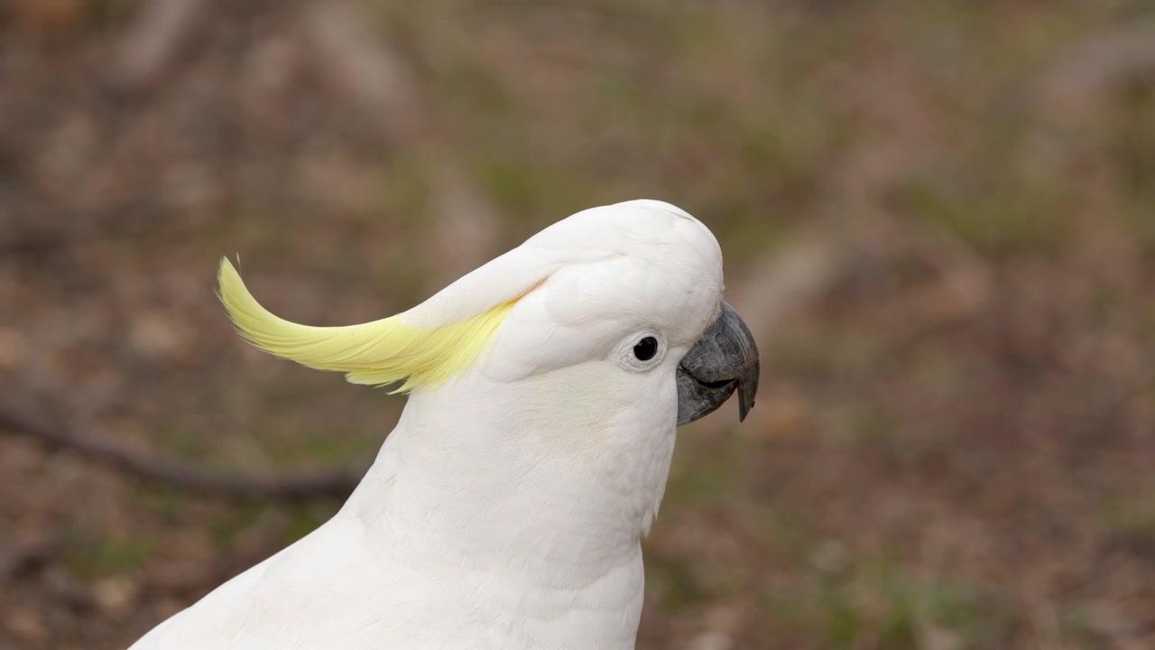 Profil close-up kakatua jambul kuning liar yang melihat-lihat di Katoomba, New South Wales