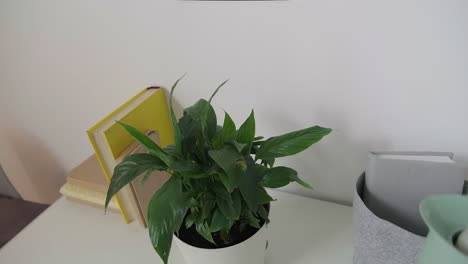 watering a peace lily plant