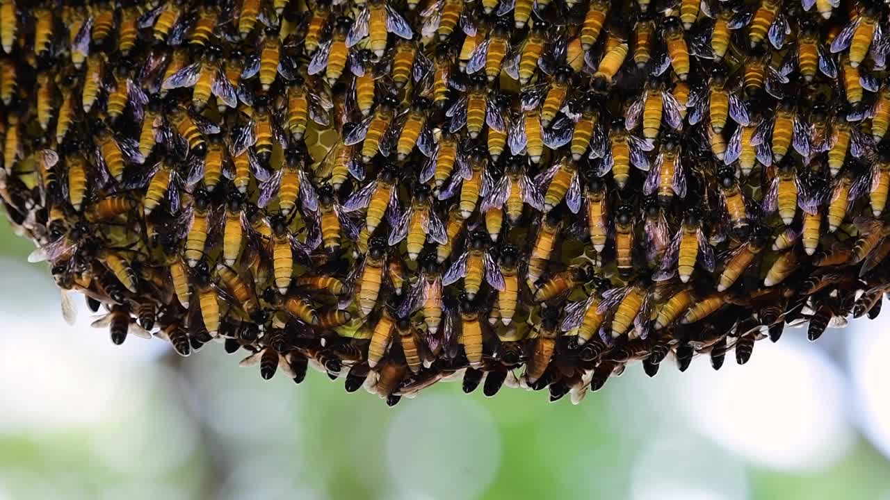 se sabe que las abejas melíferas gigantes construyen grandes colonias de nidos con bolsillos simétricos hechos de cera para almacenar miel como fuente de alimento.
