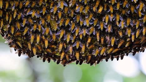 giant honey bees are known to build large colonies of nest with symmetrical pockets made of wax for them to store honey as their food source