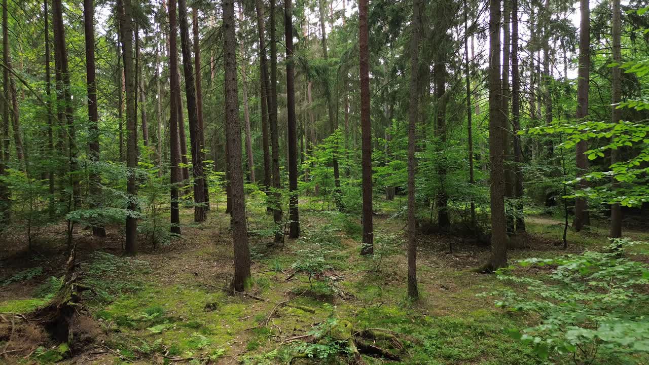 Soar over the lush European wilderness—drone glides through sunlit forest, revealing a mesmerizing fly-by among trees, leaves, and vibrant flora