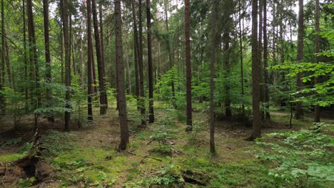 Soar-over-the-lush-European-wilderness—drone-glides-through-sunlit-forest,-revealing-a-mesmerizing-fly-by-among-trees,-leaves,-and-vibrant-flora