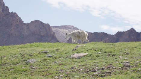 mountain goats walking in the mountains | mount bierstadt, colorado