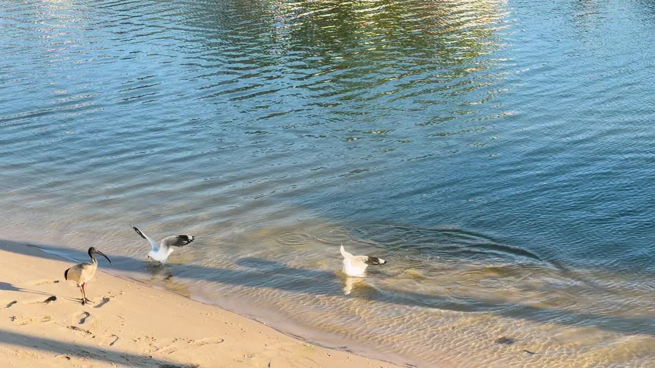 White ibis and silver gulls compete for fish on a sunny beach with dynamic camerawork