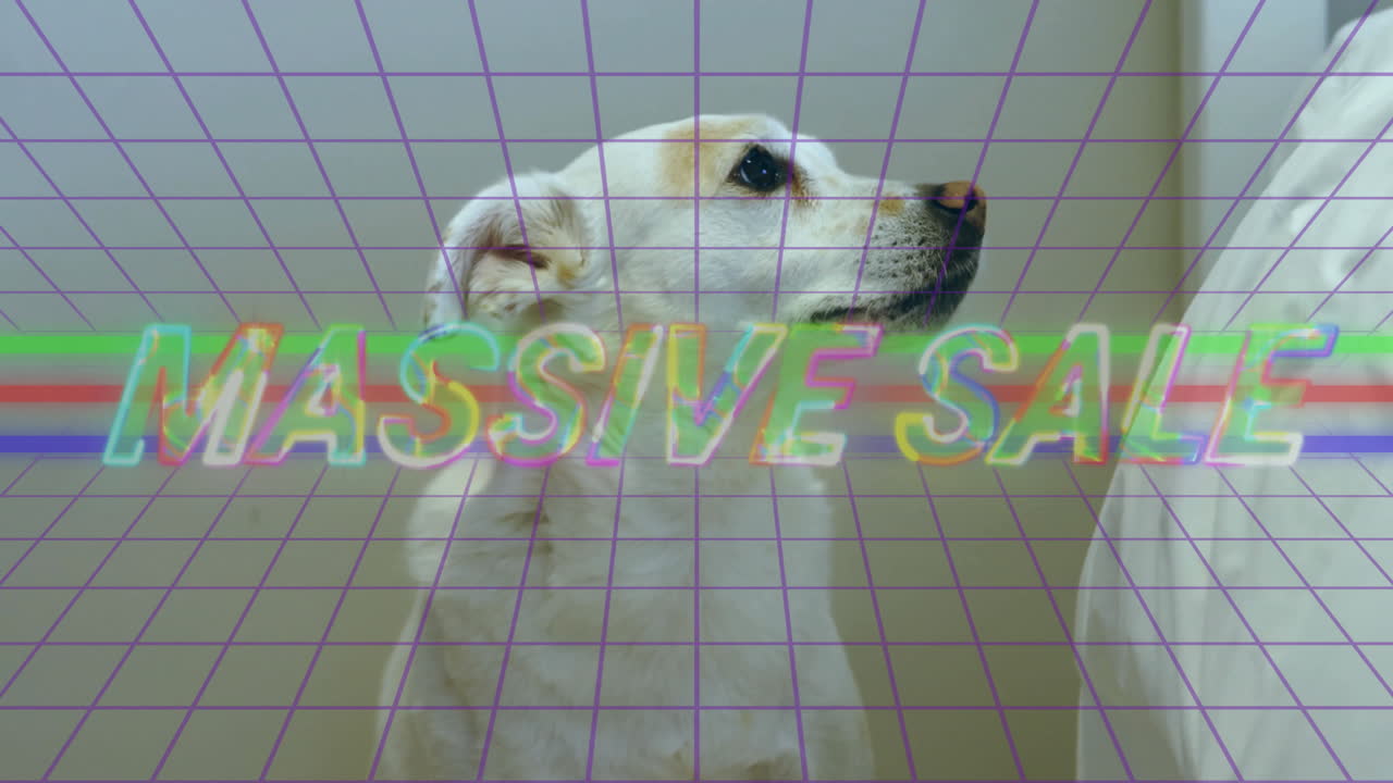 Dog looking sideways with Massive Sale text over colorful grid animation