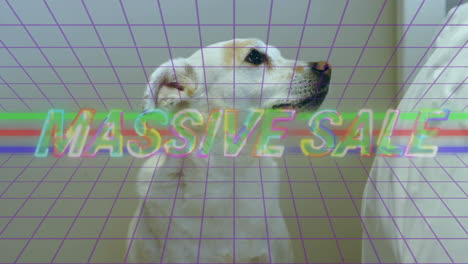 dog looking sideways with massive sale text over colorful grid animation