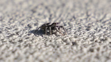 Close-up-shot-of-a-cute-spider-looking-curious-into-the-camera