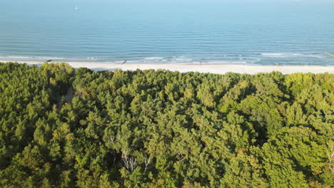 Vista-Aérea-De-4k-De-La-Playa-De-Whitehaven,-Sobre-Los-árboles-Del-Bosque-Marino-Con-La-Costa,-Kuznica-Polonia