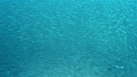 a large shoal of fish elegantly moving through the turqoise ocean - underwater shot