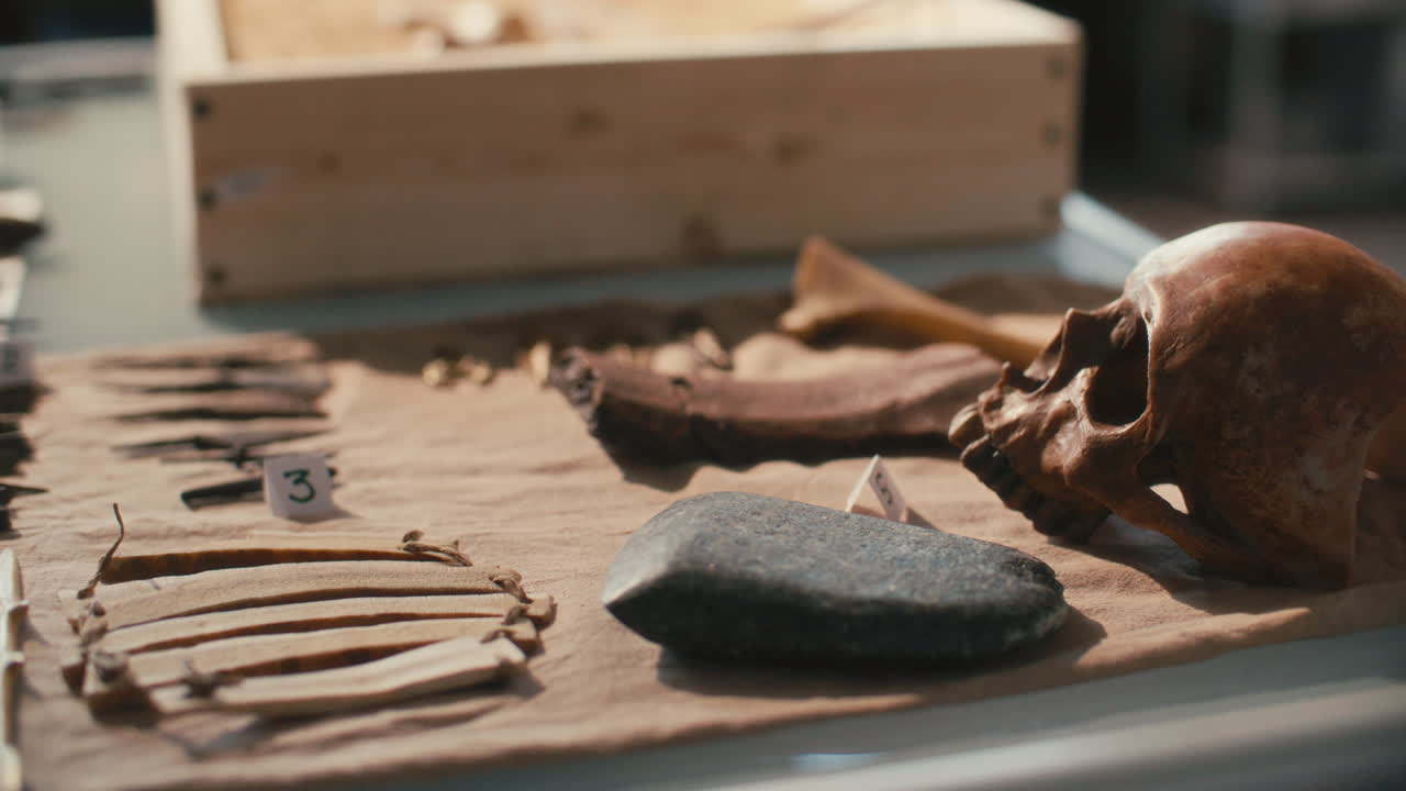 고고학적 유물, 도구 및 두개골은 실험실의 테이블에 있습니다.